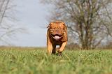 DOGUE DE BORDEAUX 119